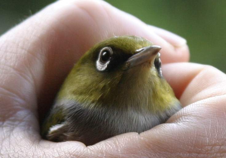 bird-in-the-hand.jpg