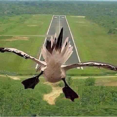 bird.jpg