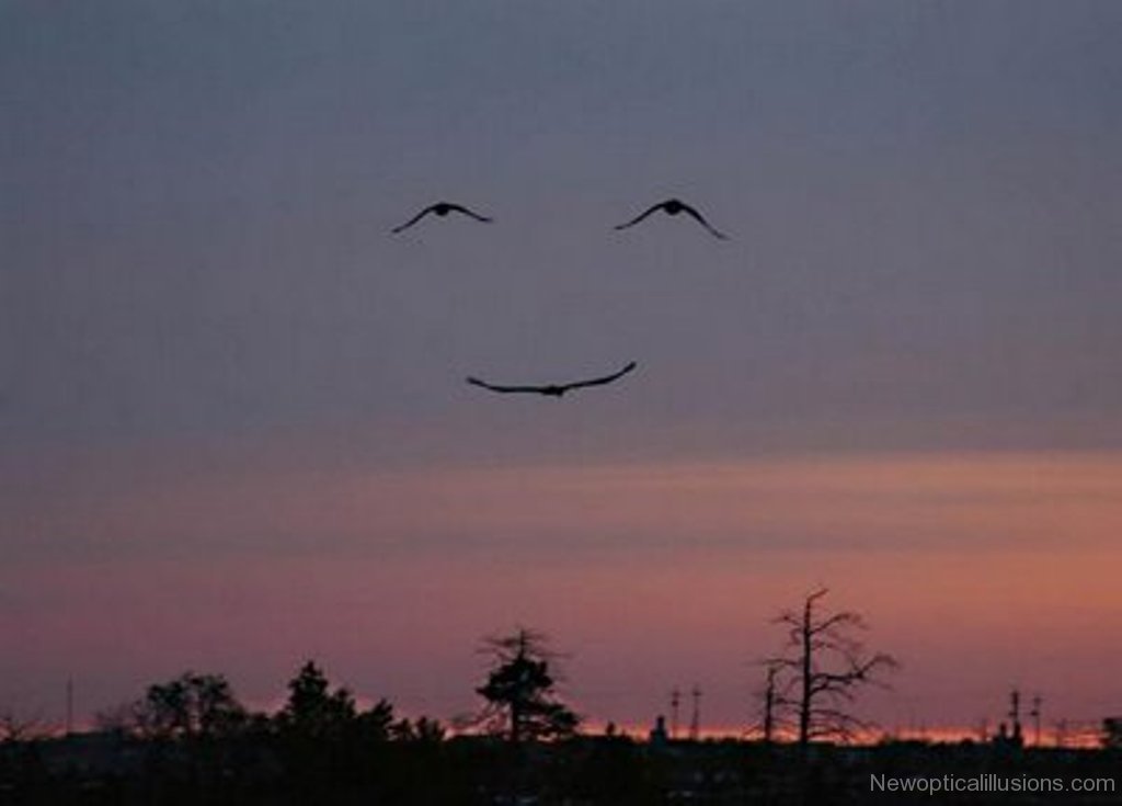 Bird-Smiley-Illusion-im26.jpg