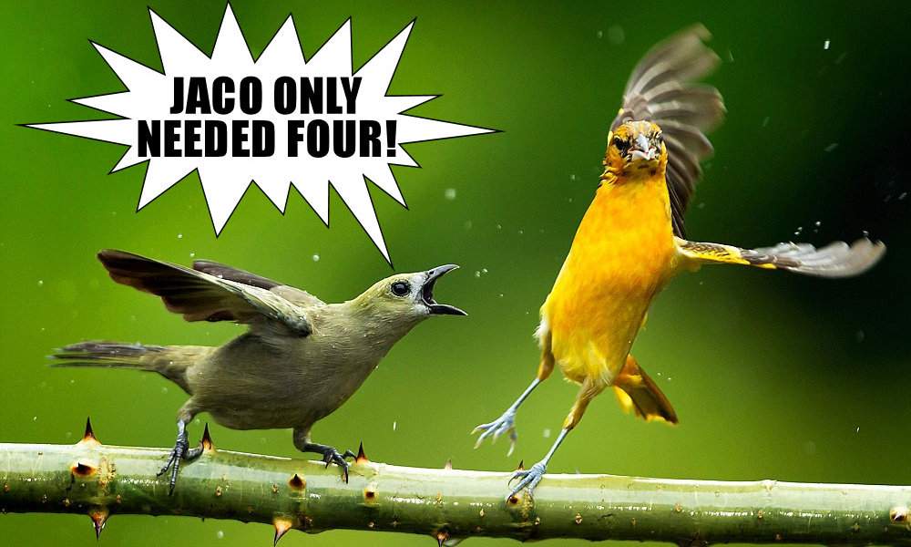 bird squawk jaco.jpg