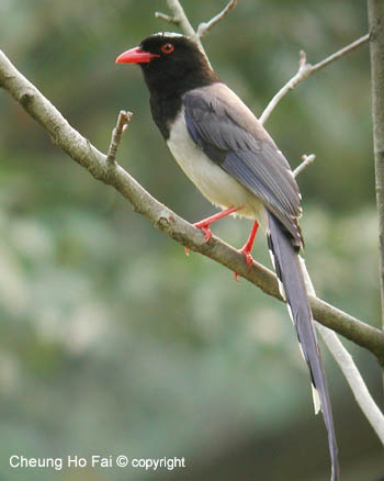 bird_des_5.jpg