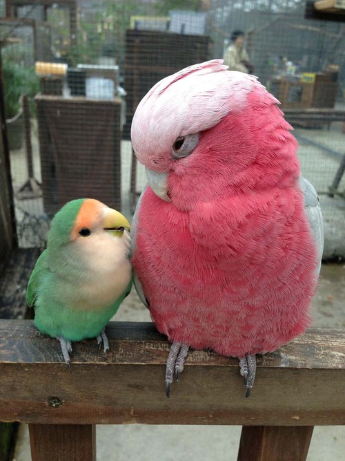birds-6.jpg