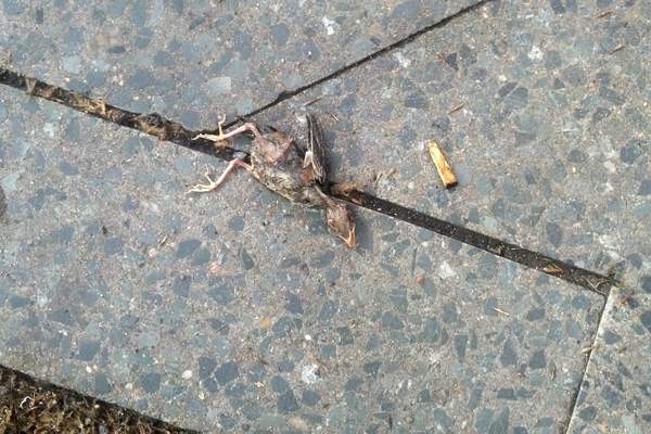 Birds-are-dying.jpg