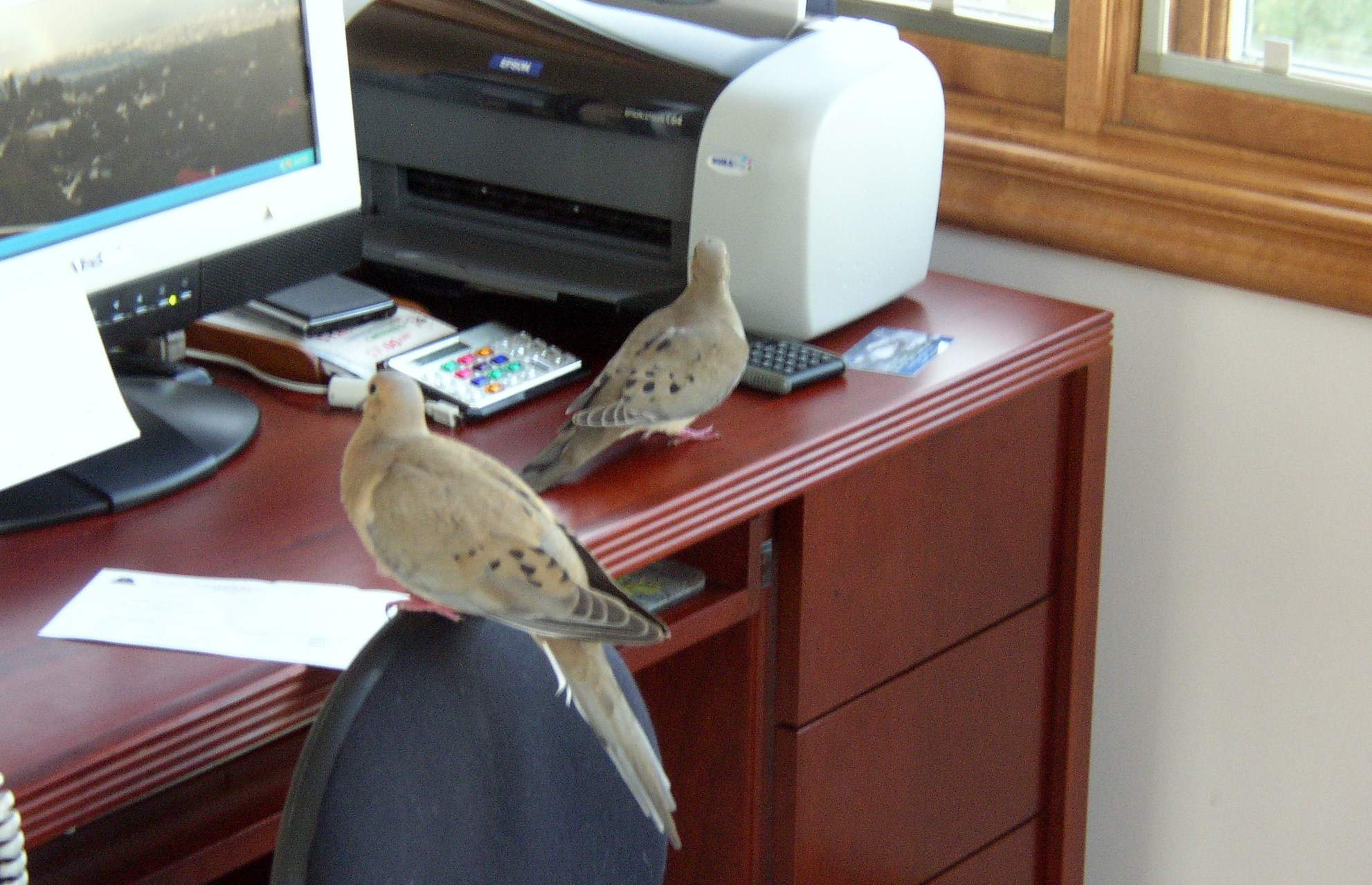 birds in.jpg