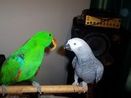 Birds2.jpg