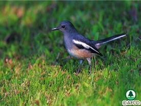 birds_image015.jpg