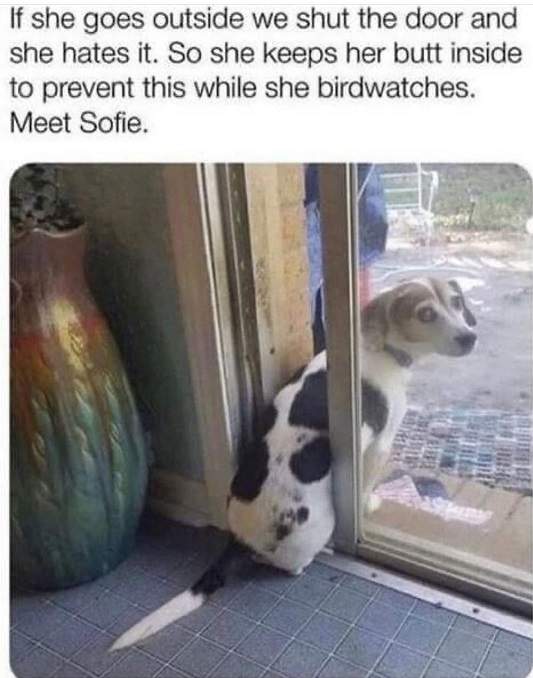 birdwatching dog.jpg