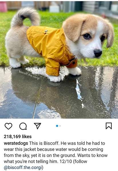 biscoff corgi 1.jpg