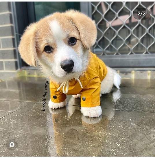 biscoff corgi 2.jpg