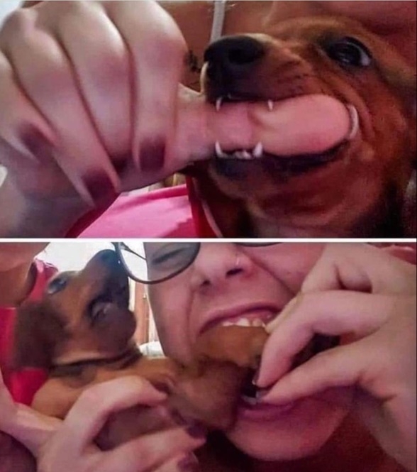 bite dog.jpg