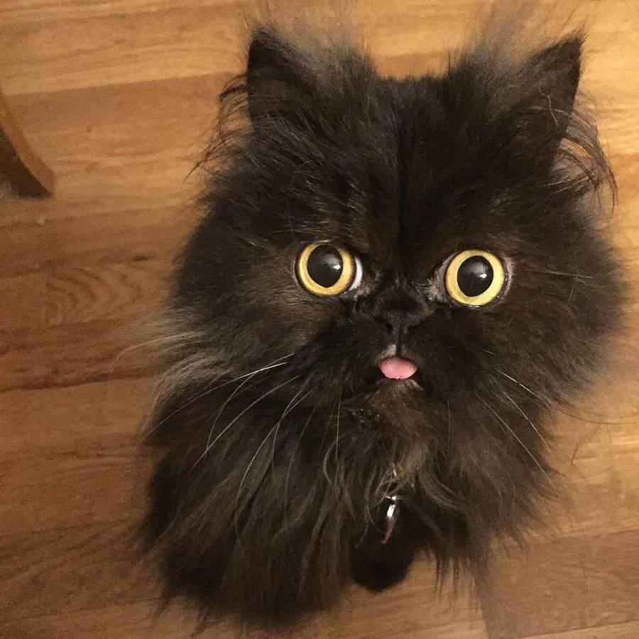 bittyblep.jpg