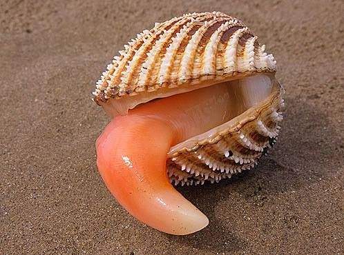 Bivalve.jpg