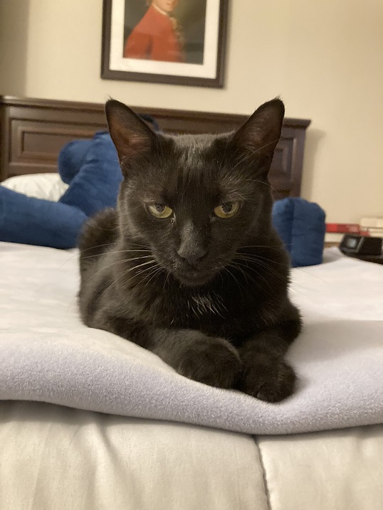 black cat close.jpg