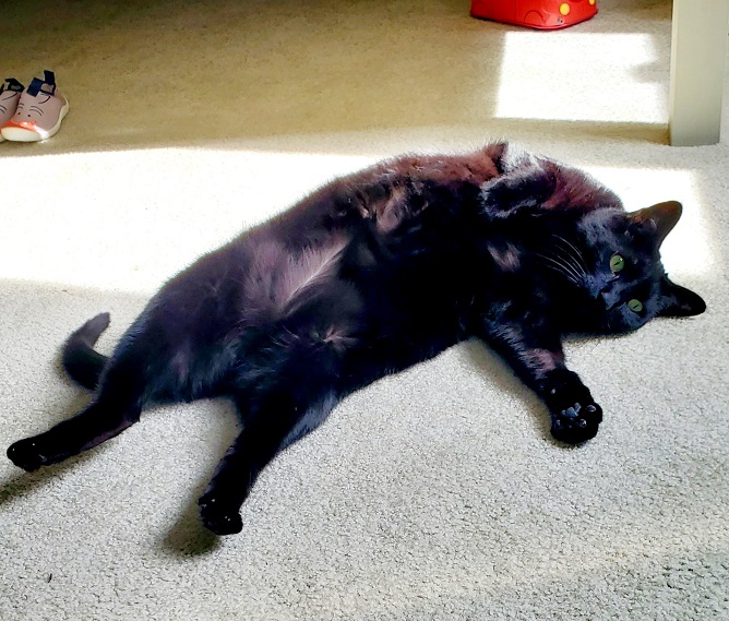 black cat lay.jpg