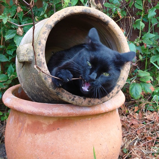 black cat planter.jpg