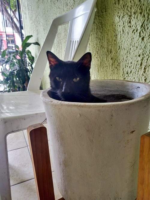 black cat pot.jpg
