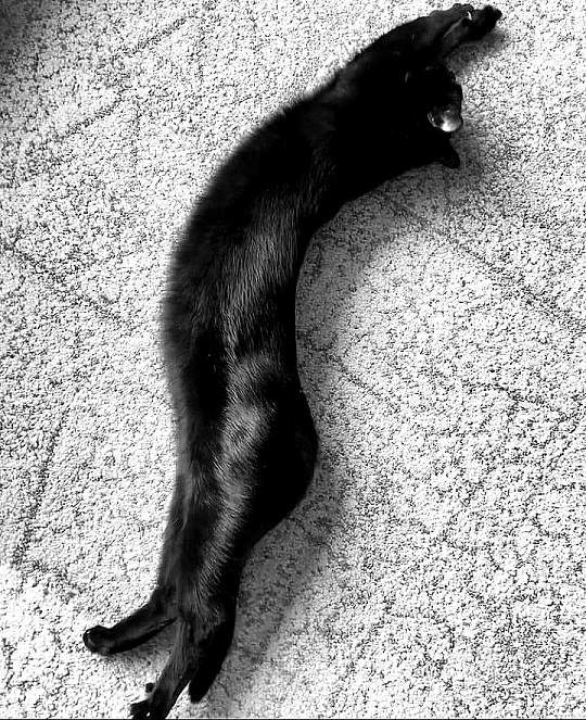 black cat stretch.jpg