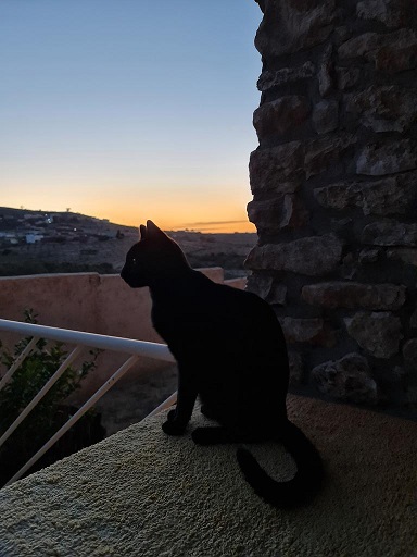 black cat view.jpg