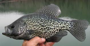 black crappie.png