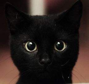 blaCK kAT.jpg