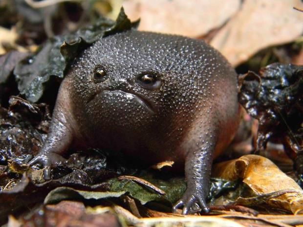 black_rain_frog.jpg