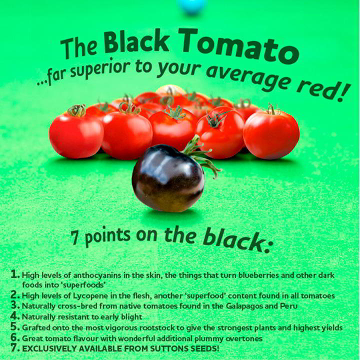 black_tomato7_3.jpg