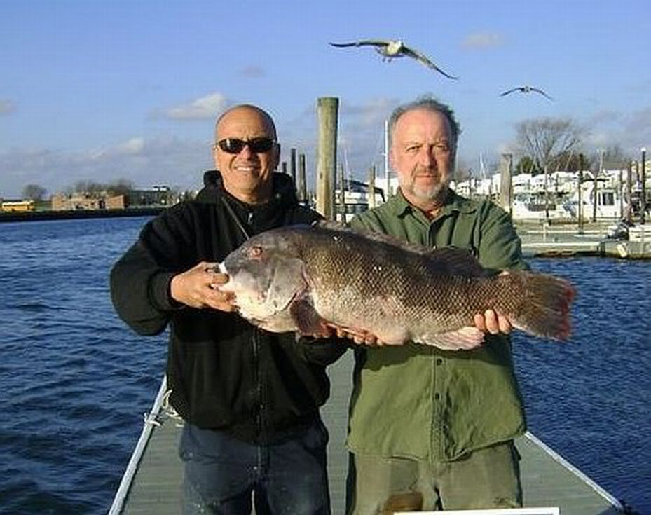 BlackfishNoTimeCharterNY.jpg