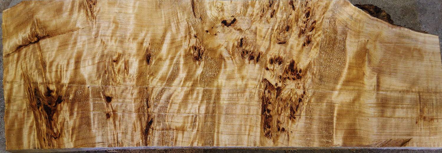 blackpoplarburl4413.jpg
