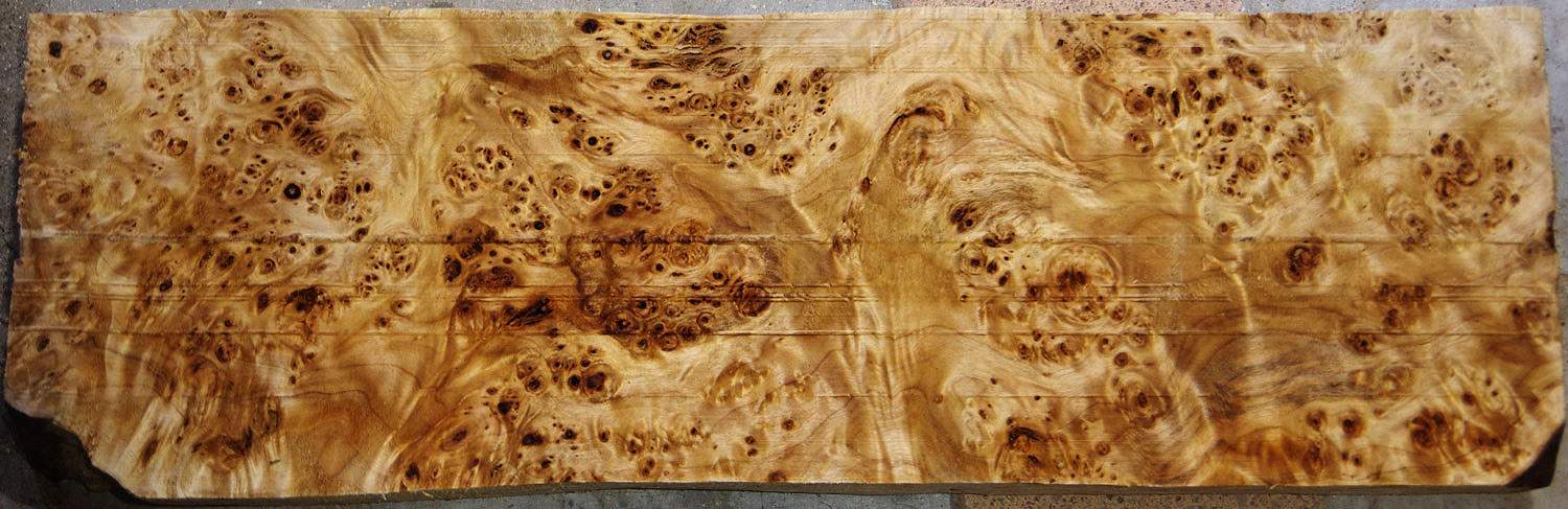 blackpoplarburl4414.jpg