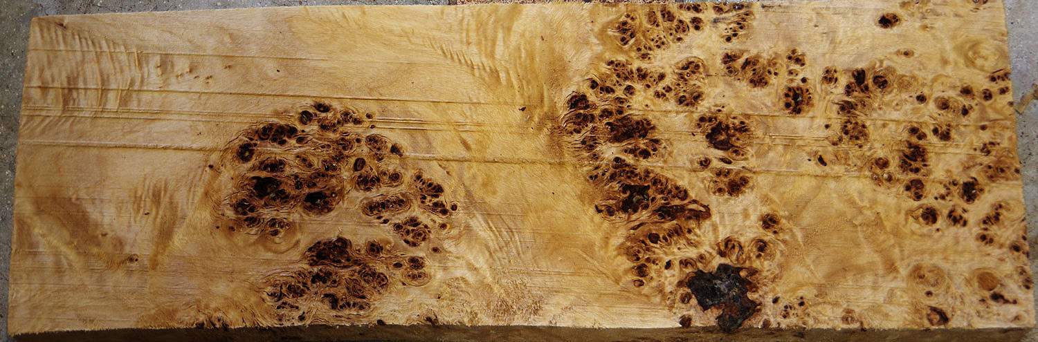 blackpoplarburl4417.jpg