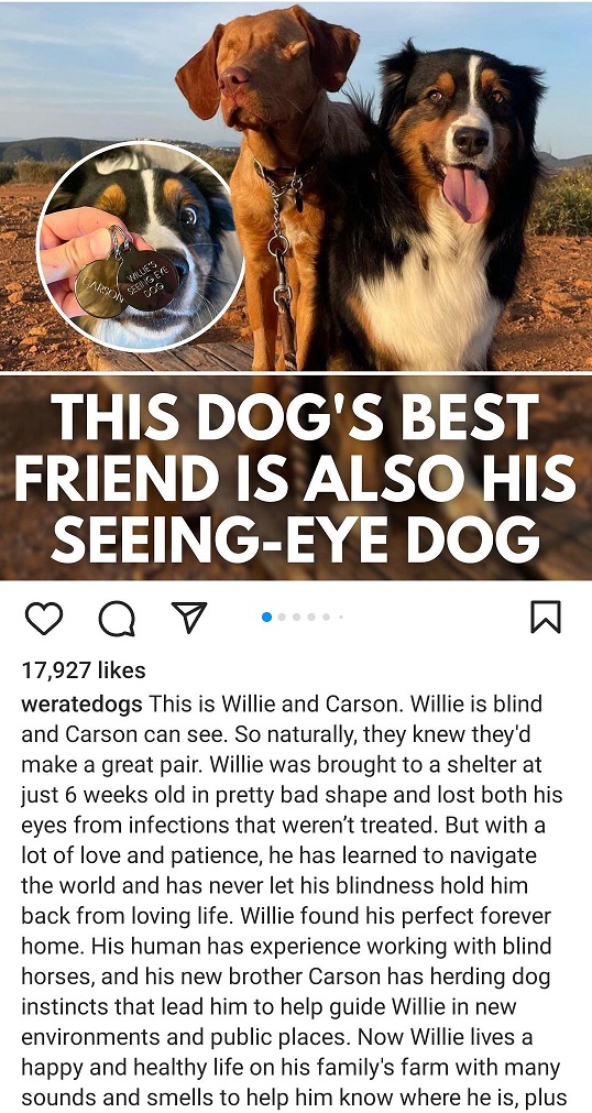 blind dog 1.jpg