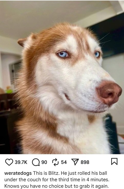blitz dog.jpg
