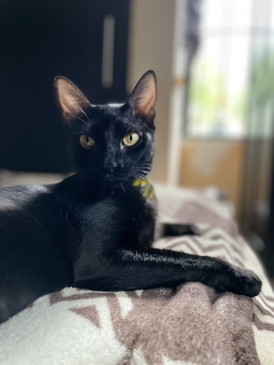 blk cat bed.jpg