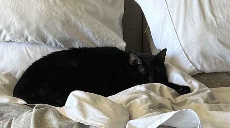 blk cat bed.jpg