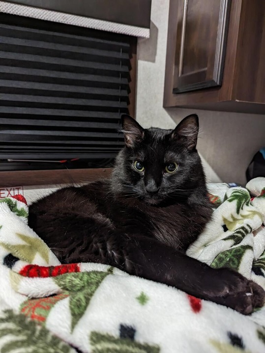 blk cat bed.jpg