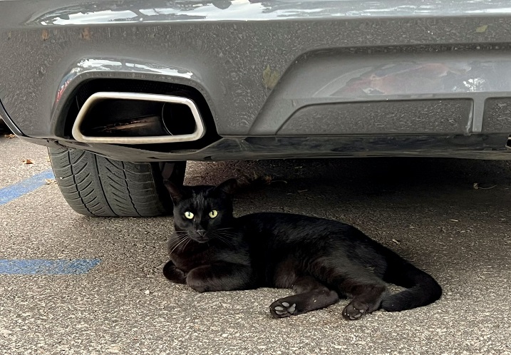 blk cat car.jpg