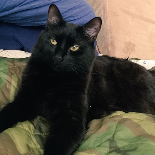 blk cat close 2.jpg