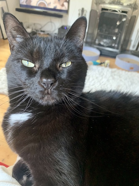 blk cat close.jpg