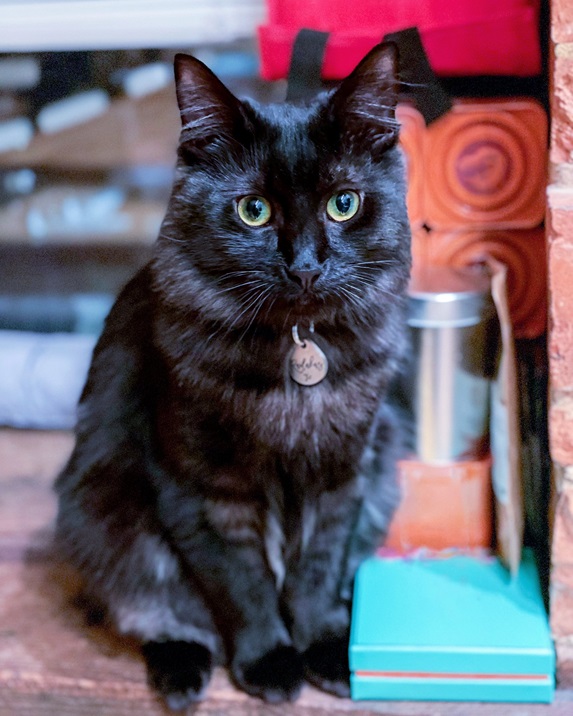 blk cat close.jpg