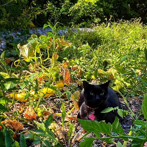blk cat garden.jpg