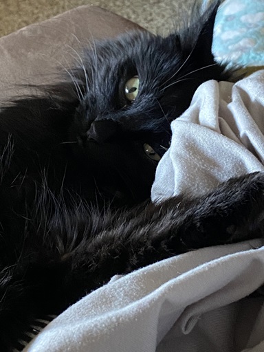 blk cat nap 2.jpg