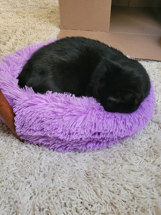 blk cat nap.jpg