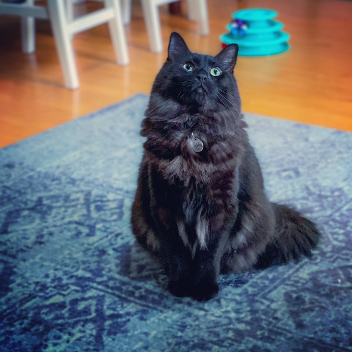 blk cat rug.jpg