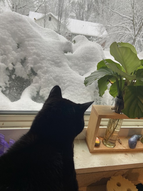 blk cat snow.jpg
