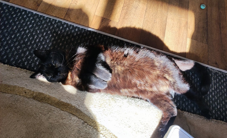 blk cat sun.jpg