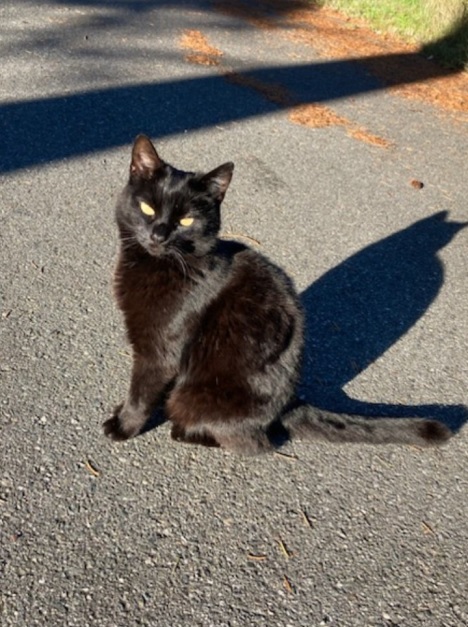 blk cat sun.jpg