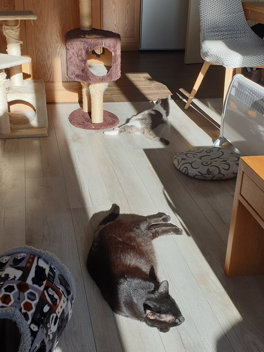 blk cat sun.jpg