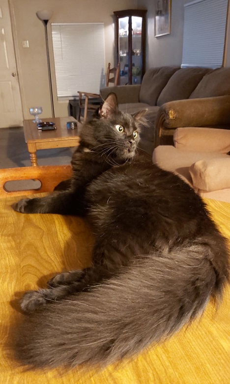 blk cat tail.jpg