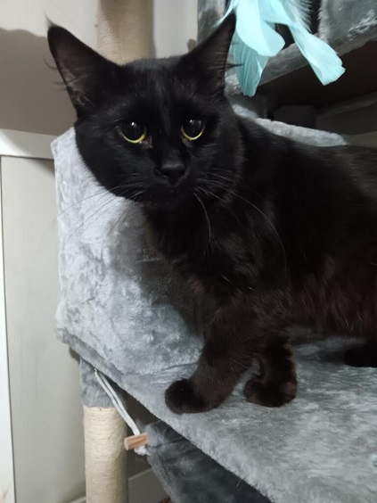 blk cat tissues.jpg