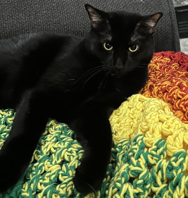 blk cat yarn.jpg
